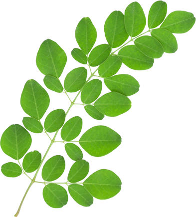 Amazing Benefits of Moringa Powder | Coconut Country Living